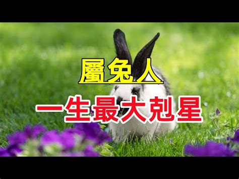 屬兔屬性|【兔屬五行】兔屬五行！不同年份生肖兔五行屬性大公。